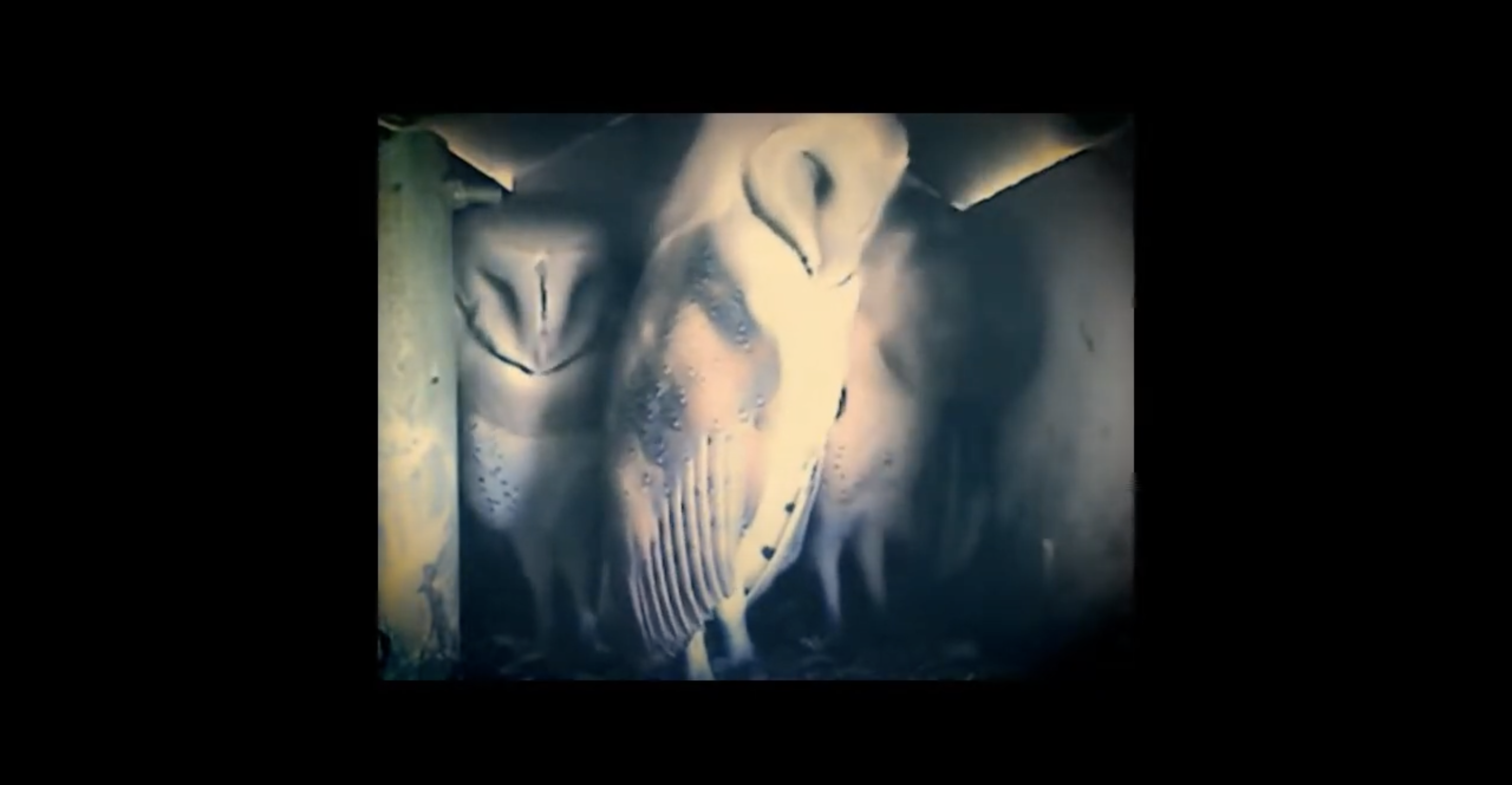 An artistic still from a music video with owls.